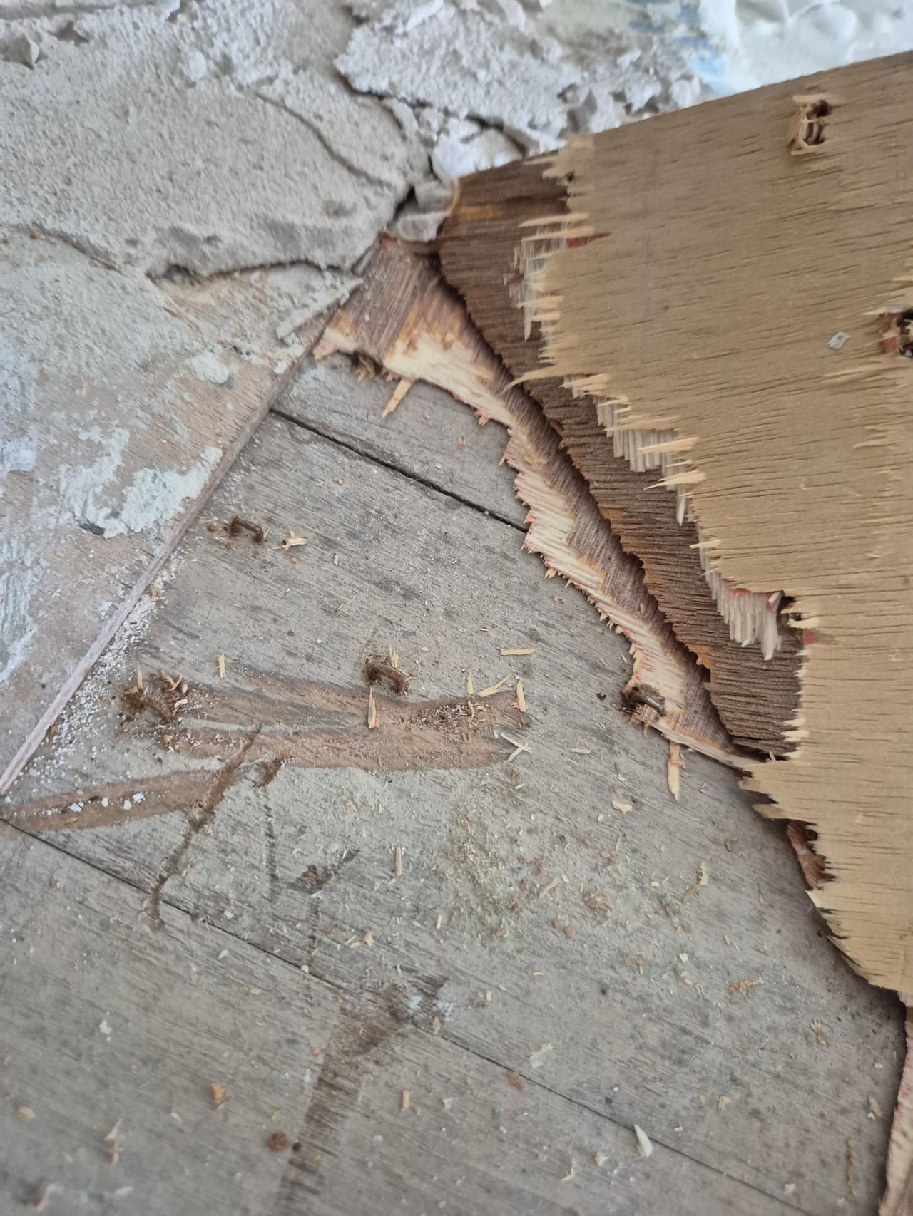 Old adhesive stripped back to reveal the original timber floorboards and the thin, failed overboarding beneath the previous installation
